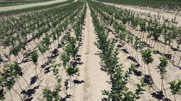 Profesionální pěstování mladých sazenic jabloní ve školkařské plantáži