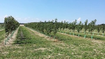 Produkce ovocných stromků na úrodných půdách Lublinského vojvodství