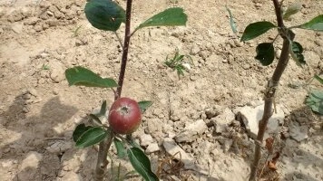 Vegetativní podnože - základ kvalitních ovocných stromků