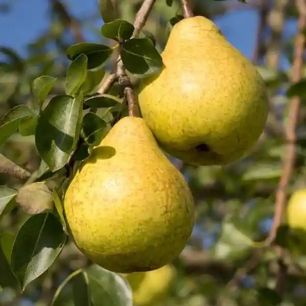 Hrušně